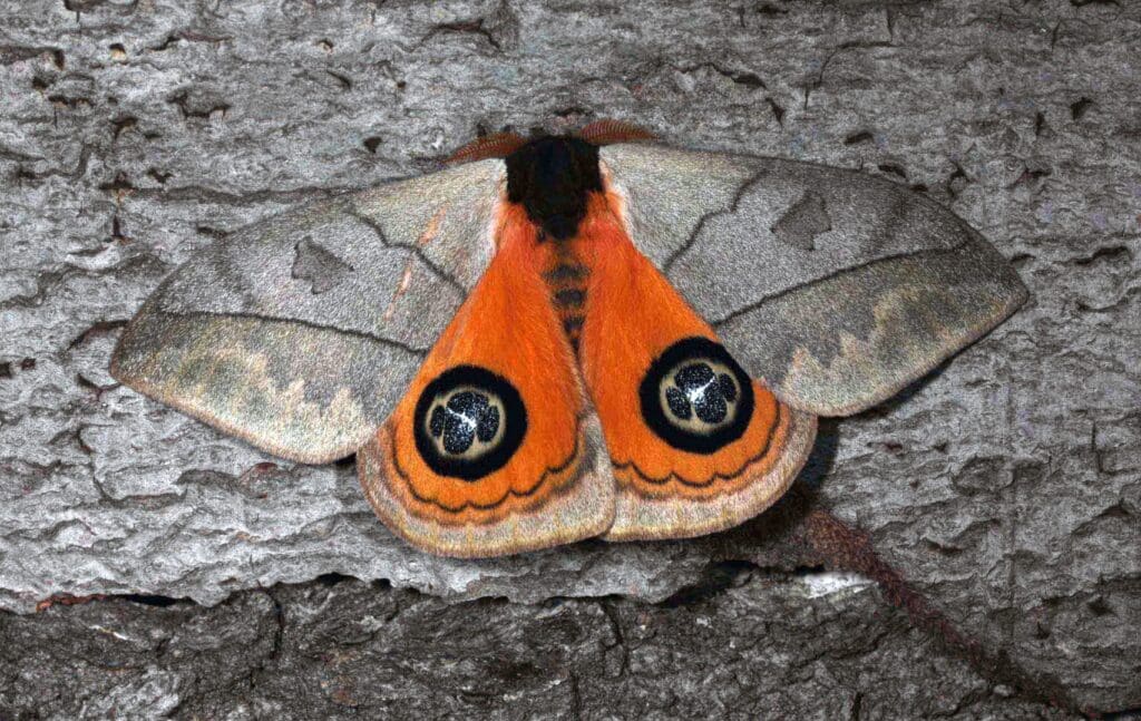 The Art Of Natural Moth Deterrence