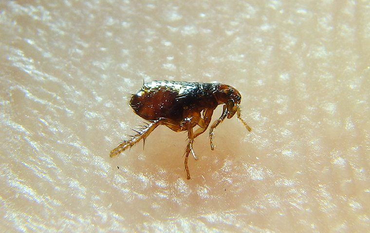 The Battle Against Fleas: From Infestation To Eradication
