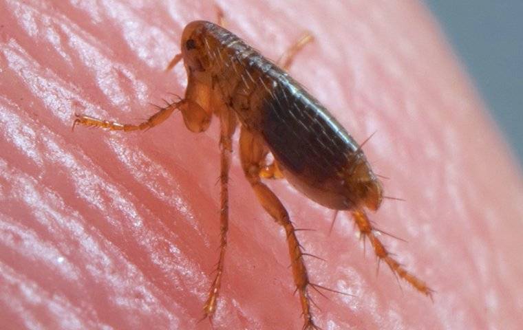 The Battle Against Fleas: From Infestation To Eradication