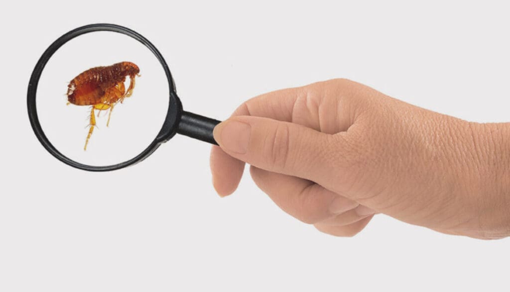 The Battle Against Fleas: From Infestation To Eradication