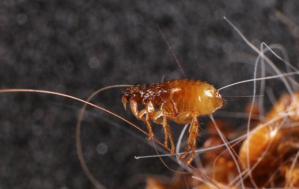The Battle Against Fleas: From Infestation To Eradication