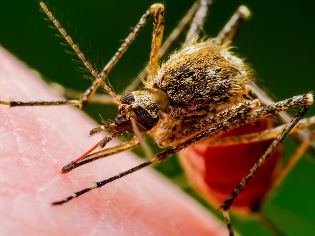 The Battle Against Mosquito-Borne Diseases
