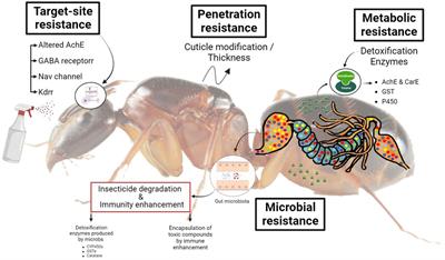 The Challenge Of Managing Invasive Pest Species