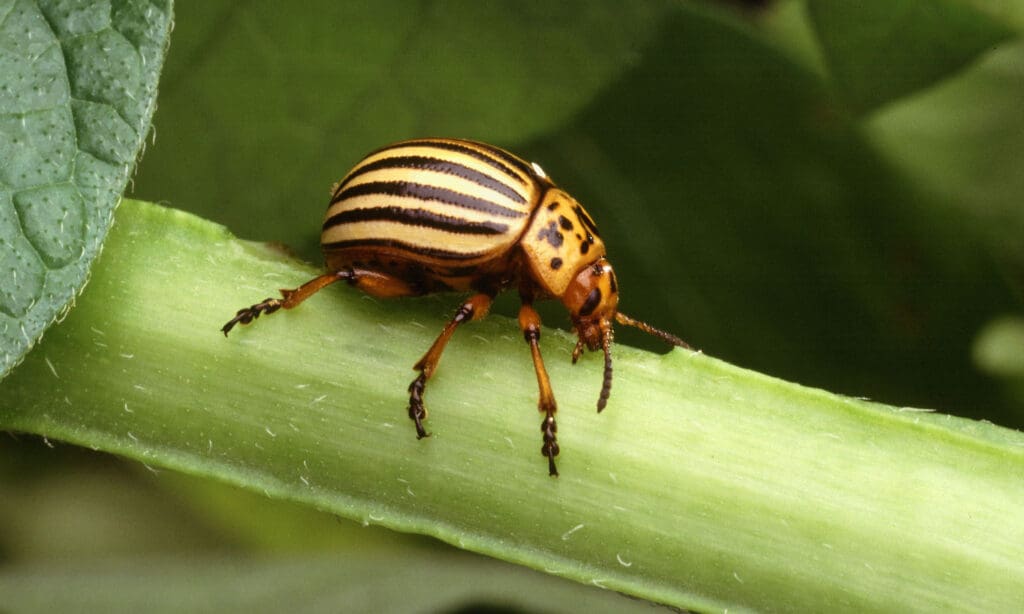 The Challenge Of Managing Invasive Pest Species