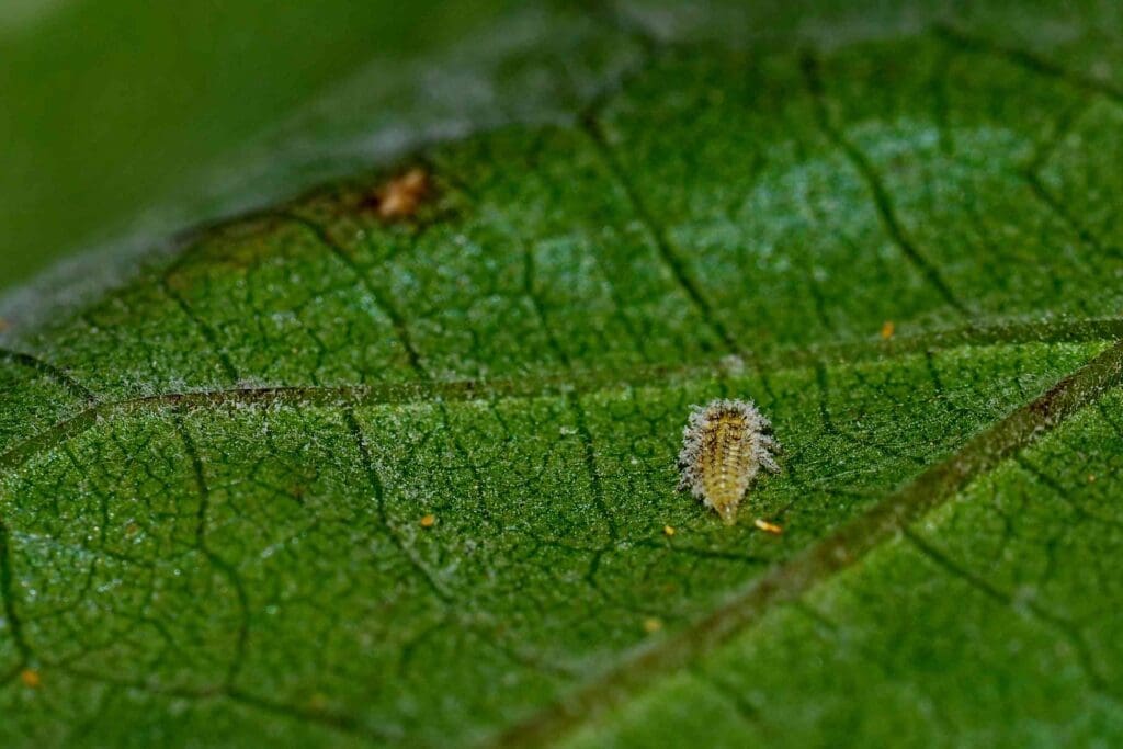 The Connection Between Pests And Plant Diseases