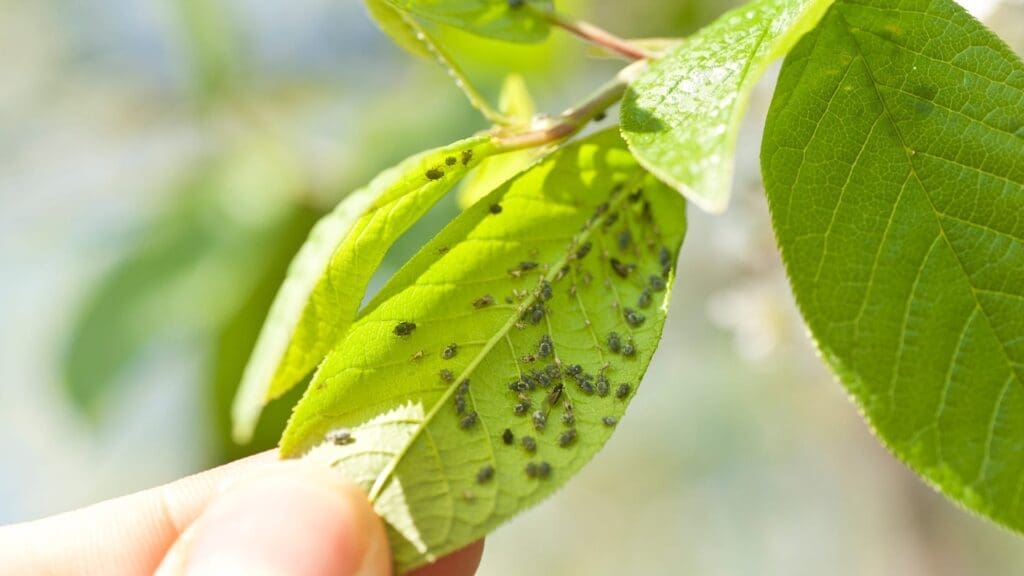 The Connection Between Pests And Plant Diseases