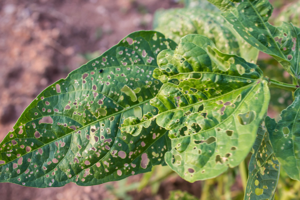 The Connection Between Pests And Plant Diseases