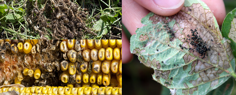 The Connection Between Pests And Plant Diseases