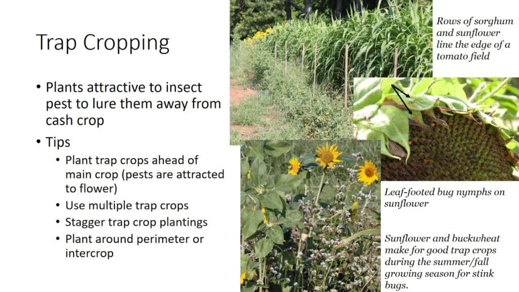 The Cultural Significance Of Pests