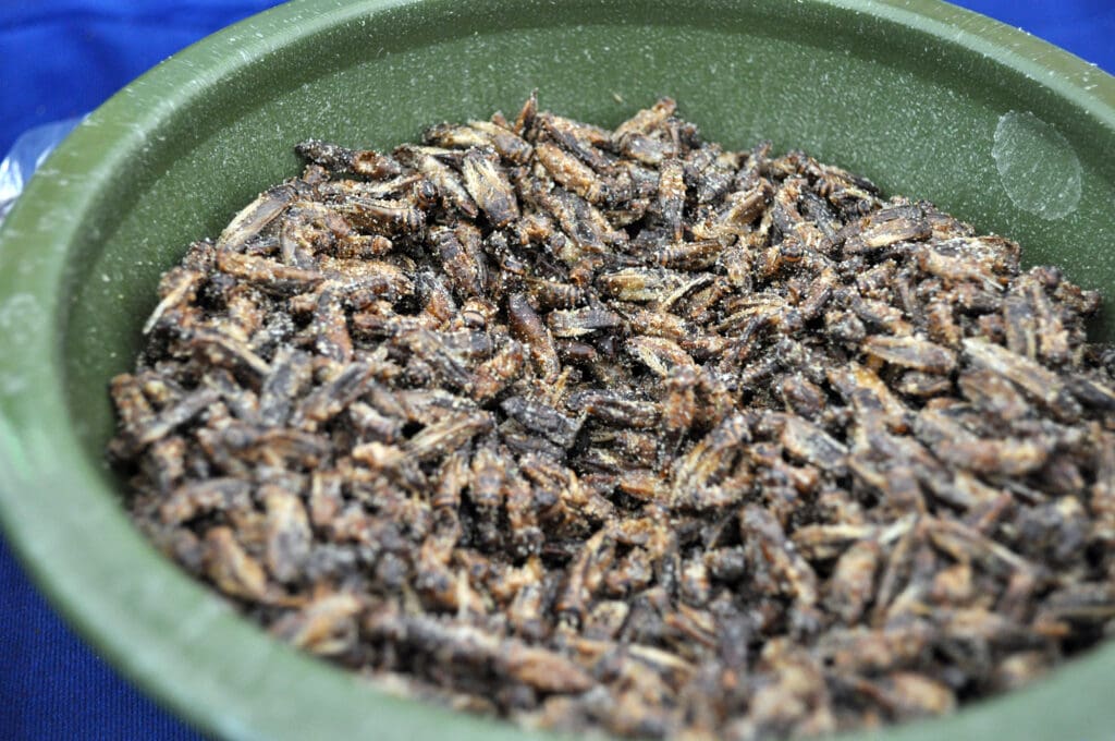 The Cultural Significance Of Pests In Festivals