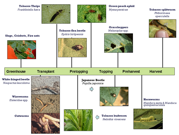 The Cultural Significance Of Pests