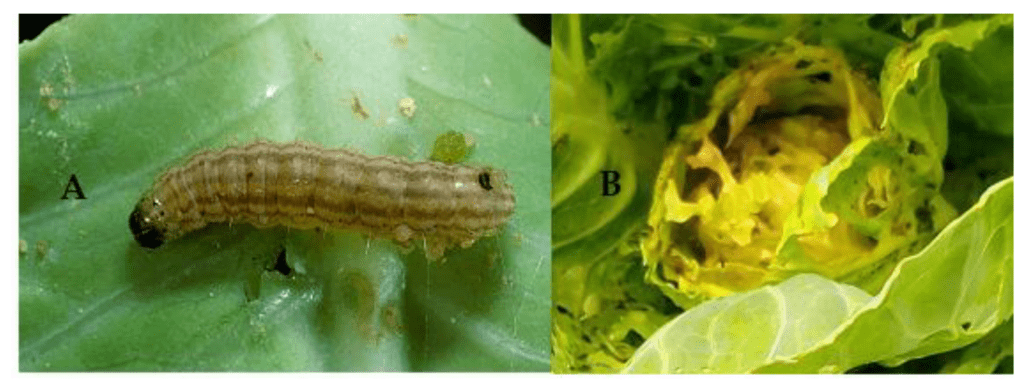 The Economic Implications Of Pest Infestations