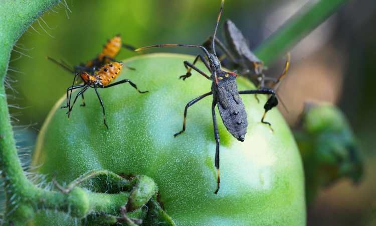 The Economic Implications Of Pest Infestations
