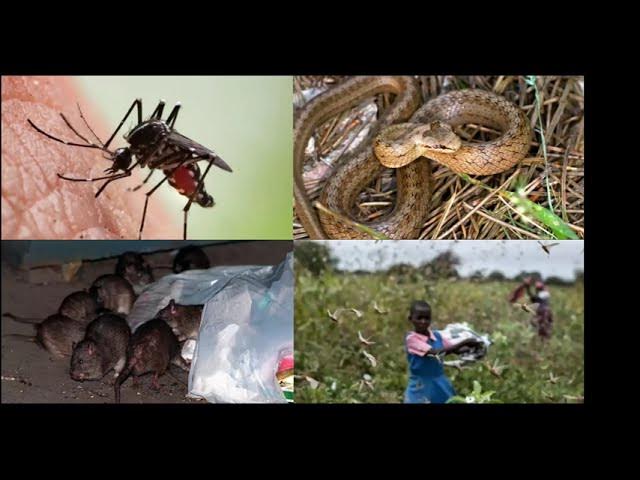 The Ethics Of Pest Control: A Balanced Perspective