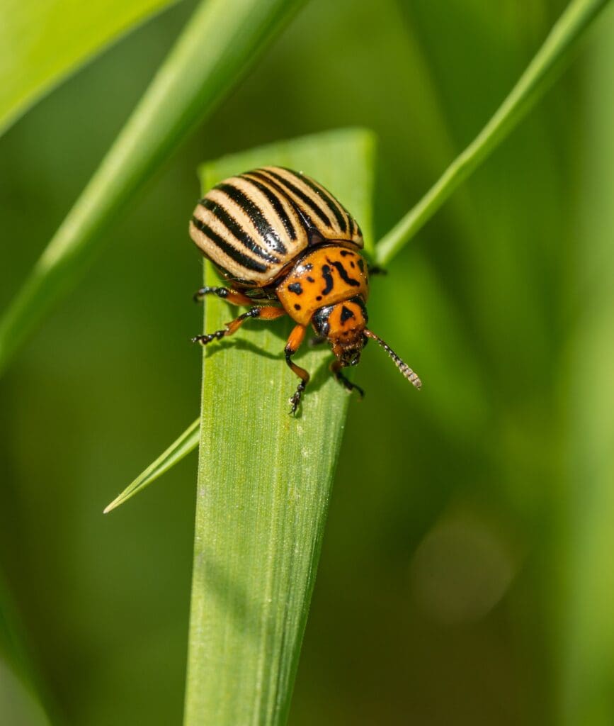 The Evolution Of Pests: A Historical Perspective