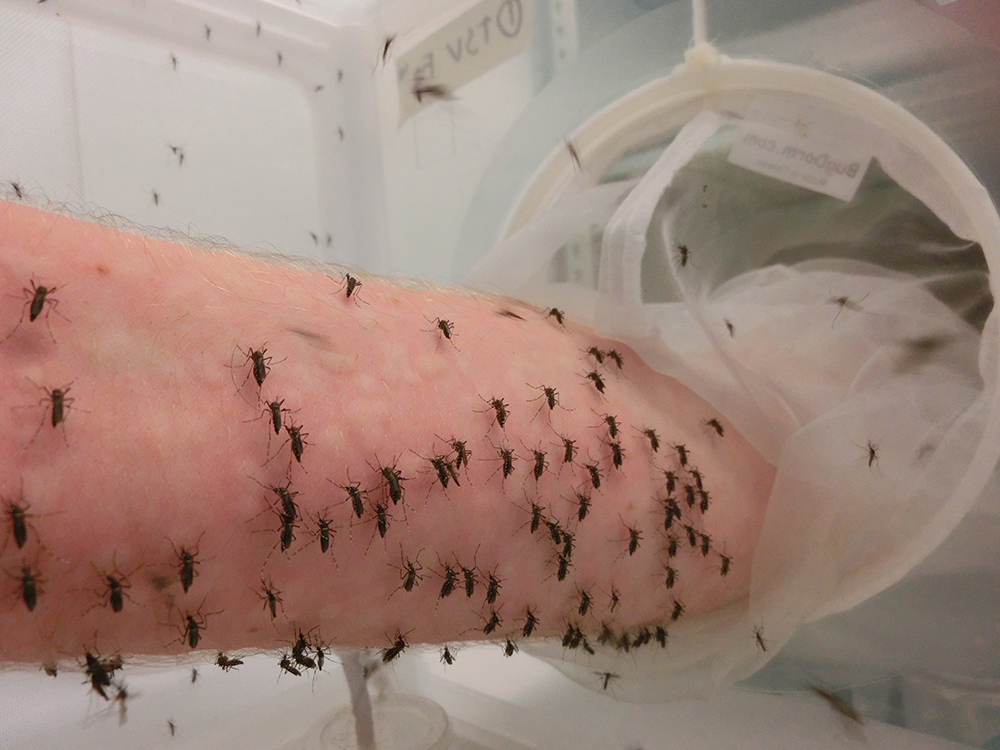 The Evolution Of Pests: How They Adapt And Thrive