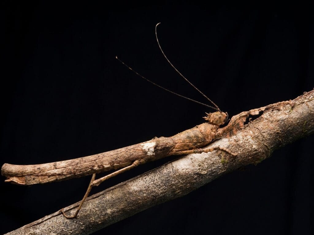 The Evolution Of Pests: How They Adapt And Thrive