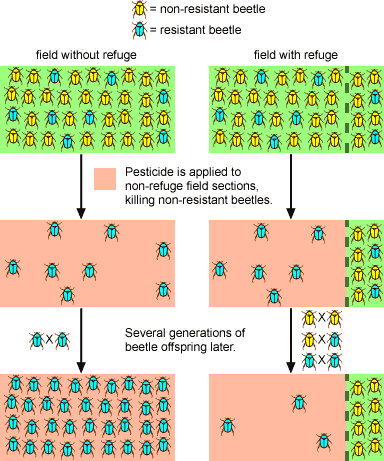 The Evolution Of Pests: How They Adapt And Thrive