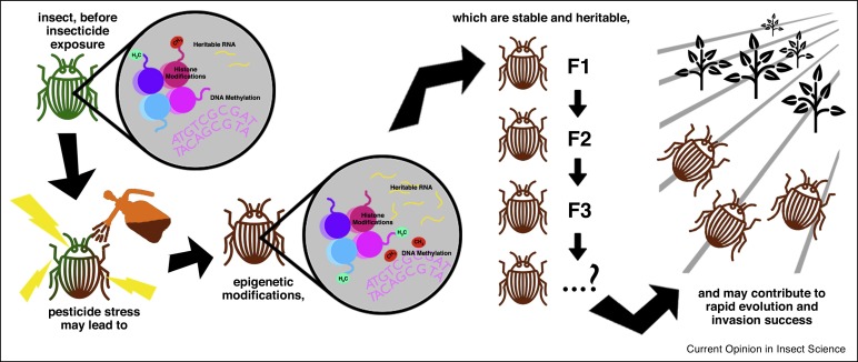 The Evolution Of Pests: How They Adapt And Thrive