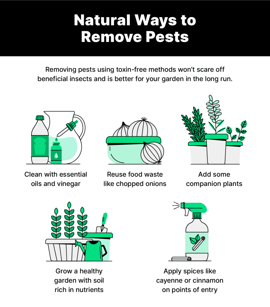 The Future Of Eco-Friendly Pest Control Solutions