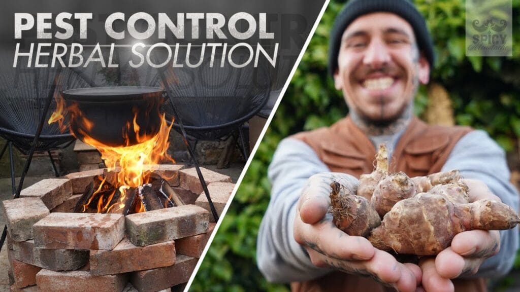 The Green Approach: Herbal Solutions For Pest Control