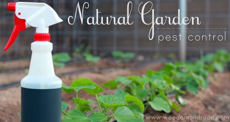 The Green Approach: Herbal Solutions For Pest Control