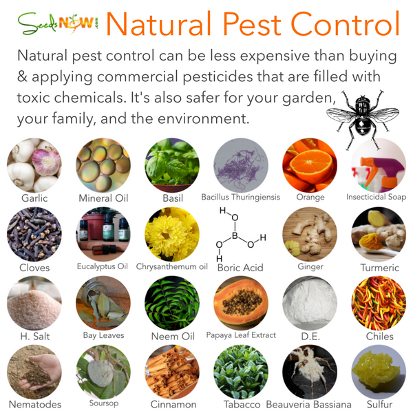 The Green Approach: Herbal Solutions For Pest Control