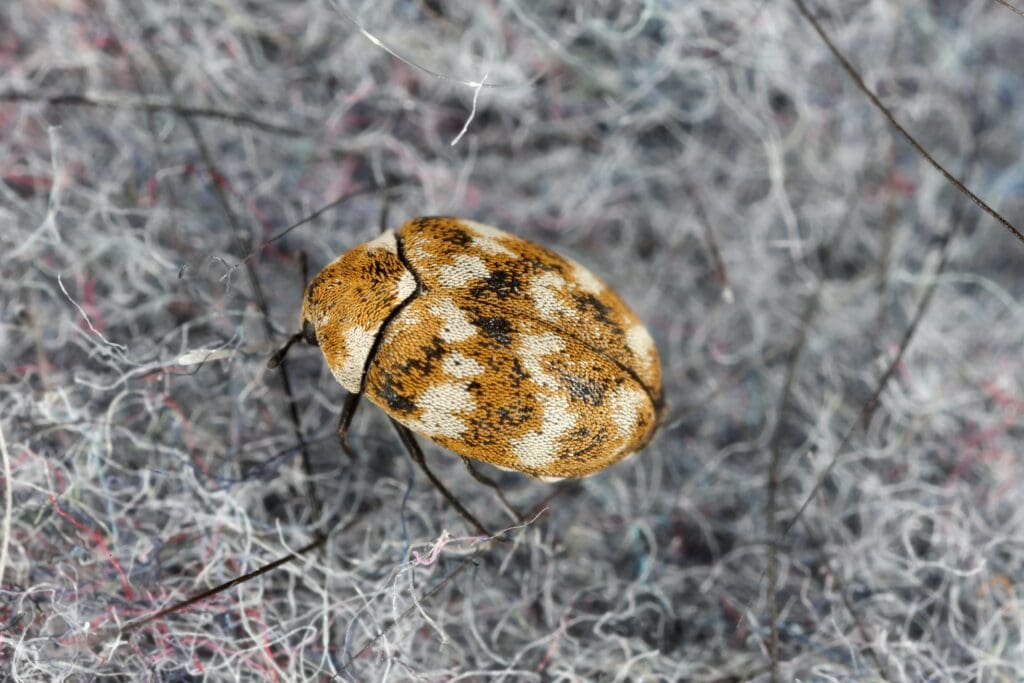 The Hidden Dangers Of Carpet Beetles