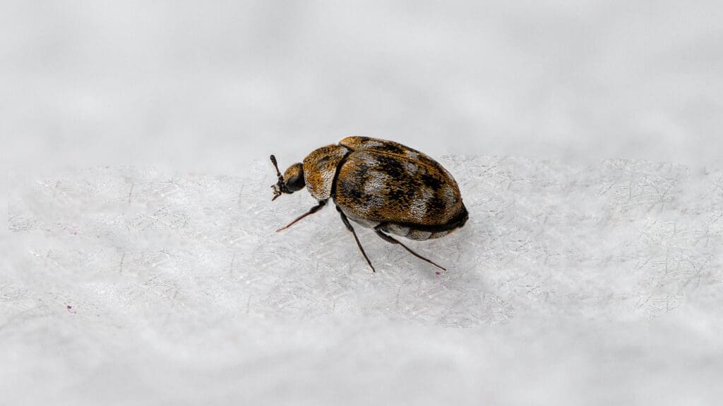 The Hidden Dangers Of Carpet Beetles