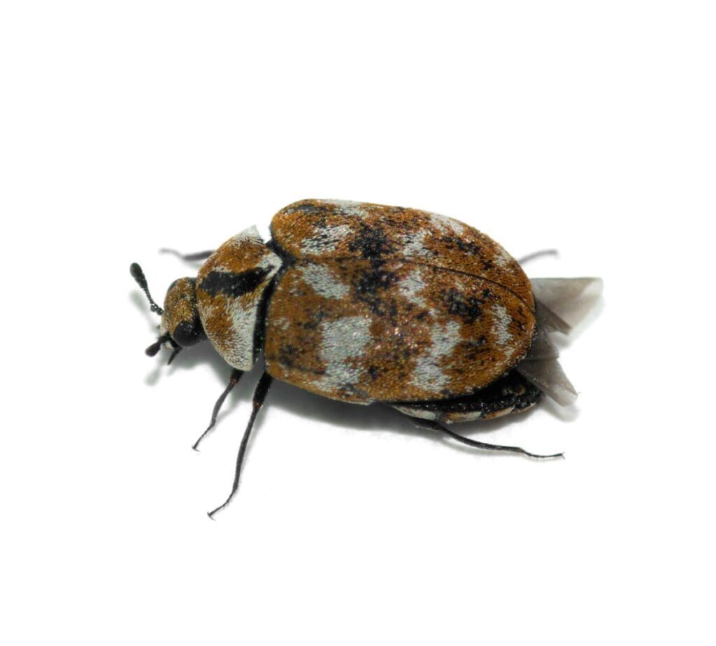 The Hidden Dangers Of Carpet Beetles