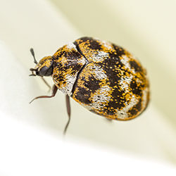 The Hidden Dangers Of Carpet Beetles