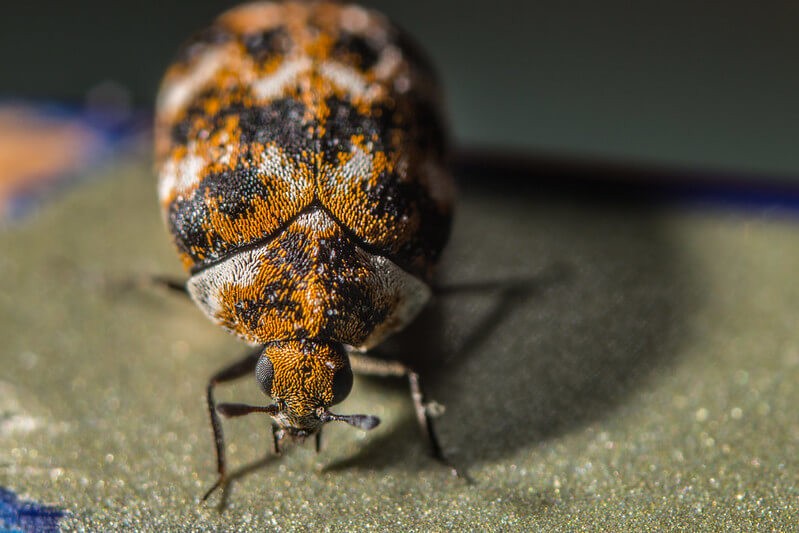 The Hidden Dangers Of Carpet Beetles