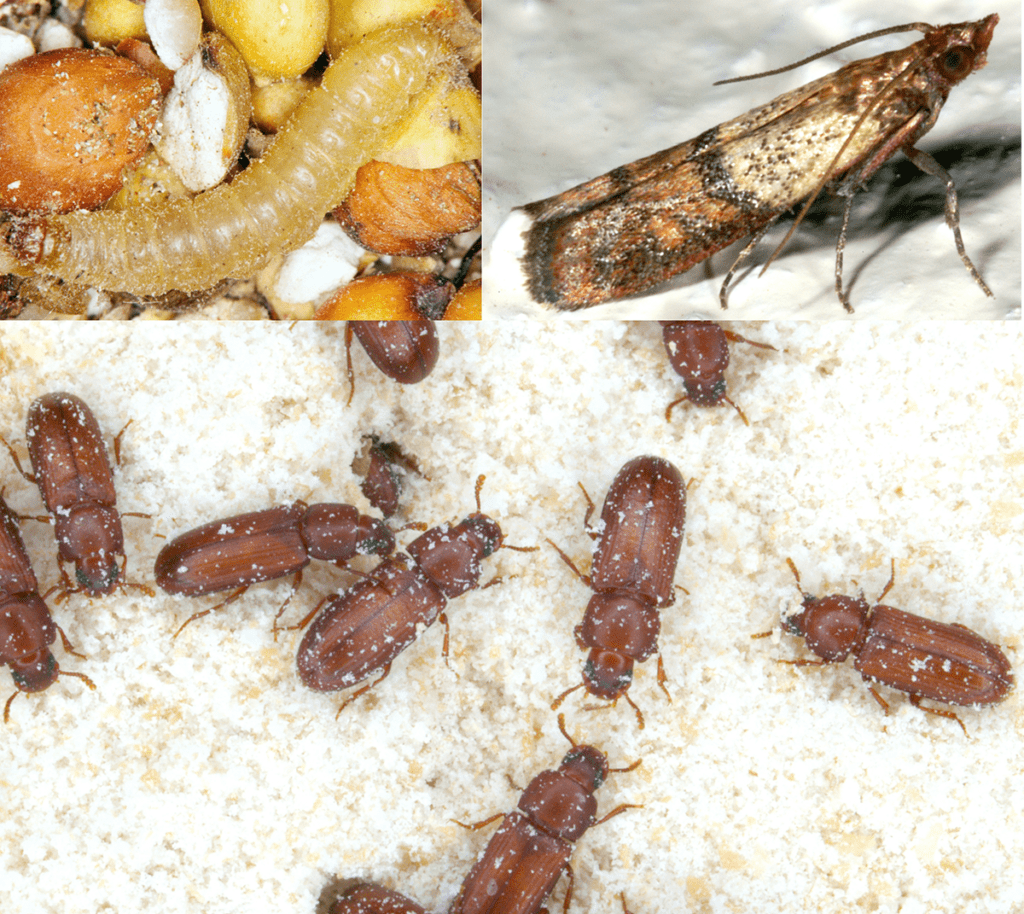 The Hidden World Of Pantry Pests