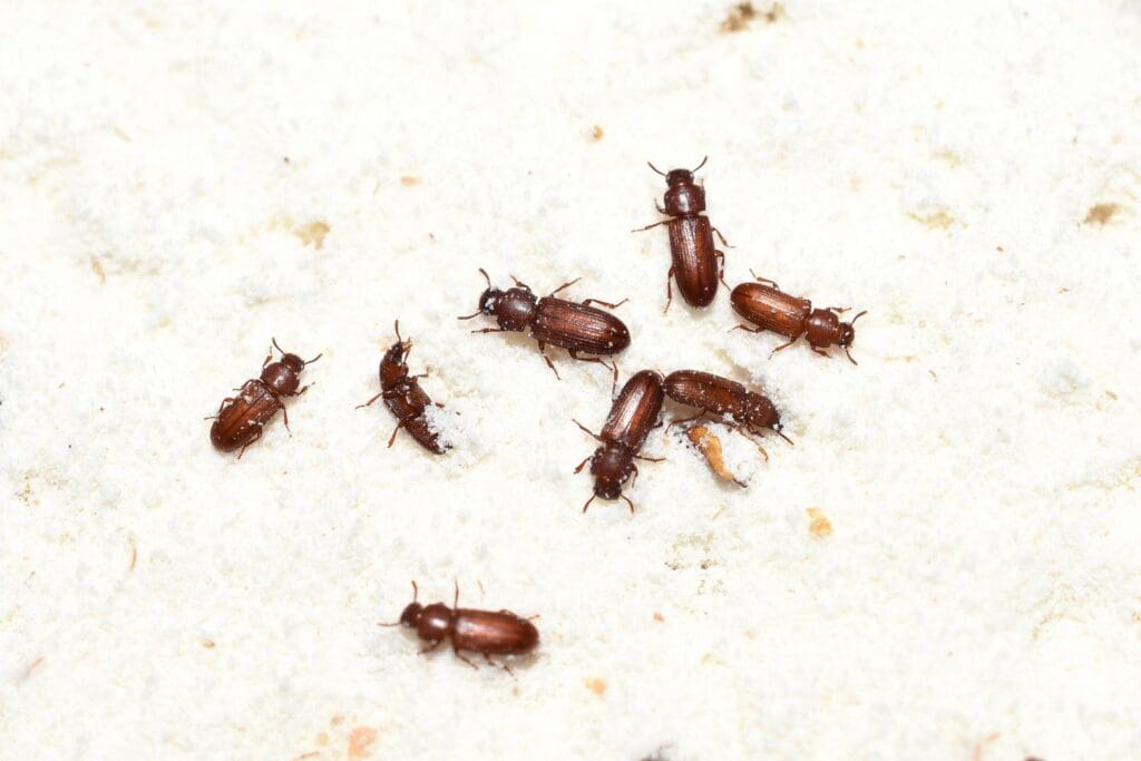 The Hidden World Of Pantry Pests