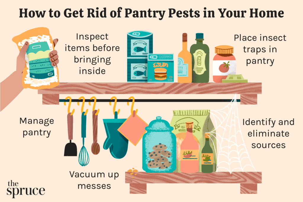The Hidden World Of Pantry Pests