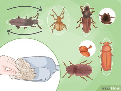 The Hidden World Of Pantry Pests