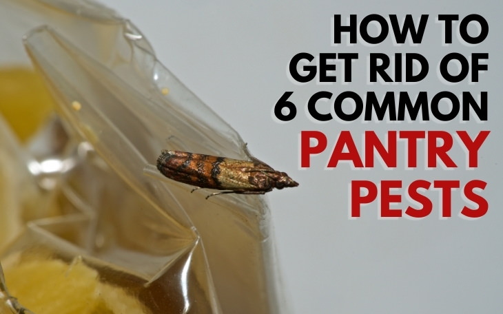 The Hidden World Of Pantry Pests