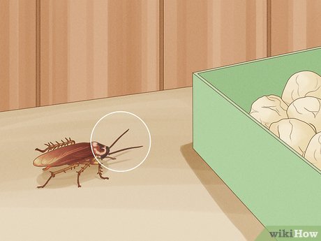 The Hidden World Of Pantry Pests: Prevention And Control