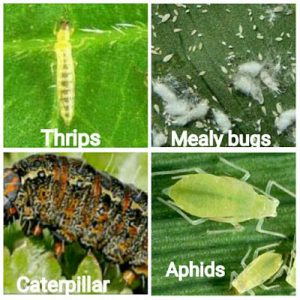 The Impact Of Pests On Crop Yields