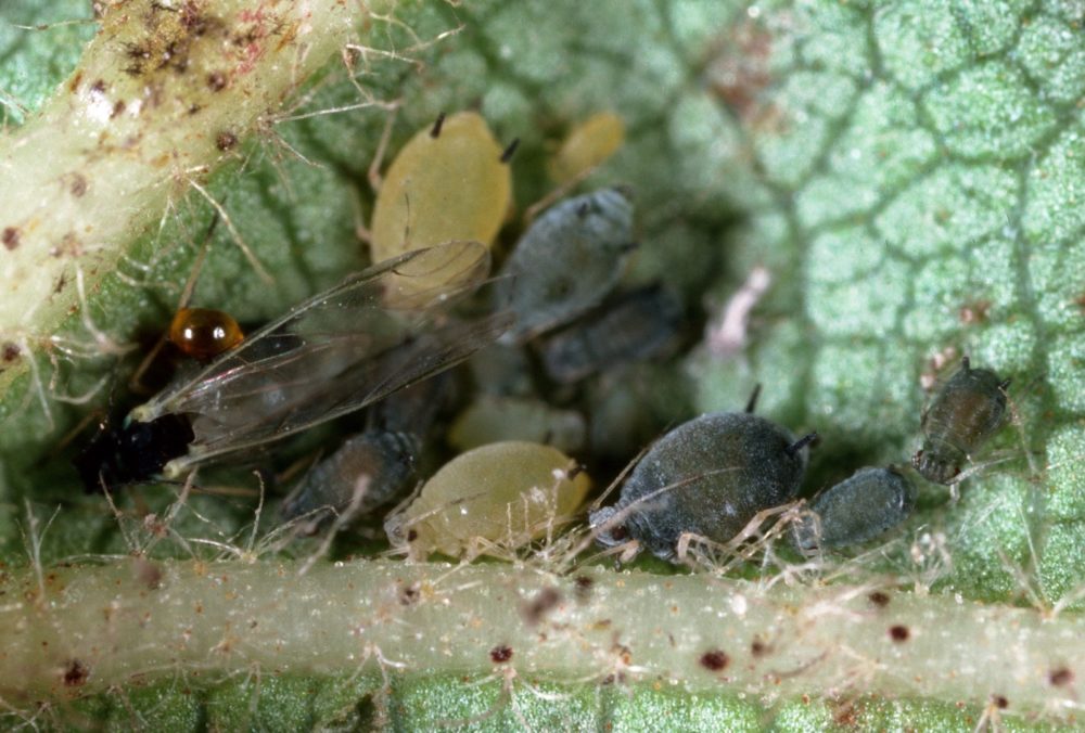 The Impact Of Pests On Crop Yields