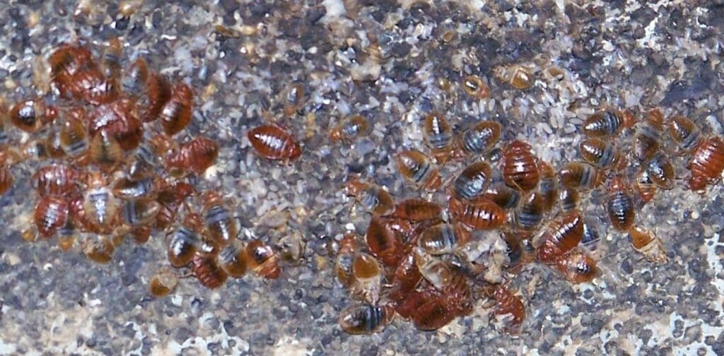 The Impact Of Pests On Mental Health