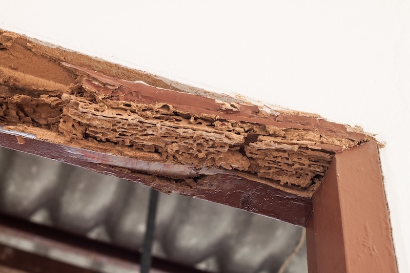 The Impact Of Pests On Real Estate Value