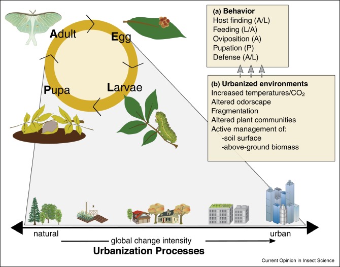 The Impact Of Urbanization On Pest Behavior