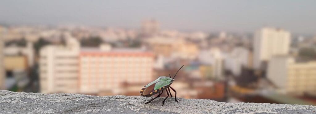 The Impact Of Urbanization On Pest Behavior
