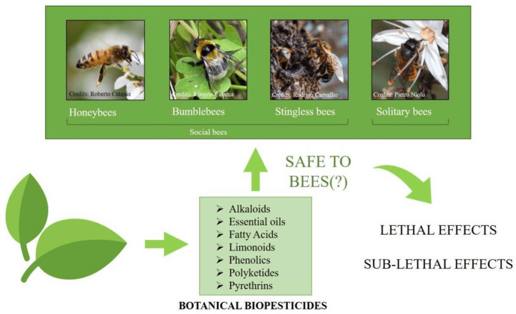 The Importance Of Bee Conservation In Pest Control