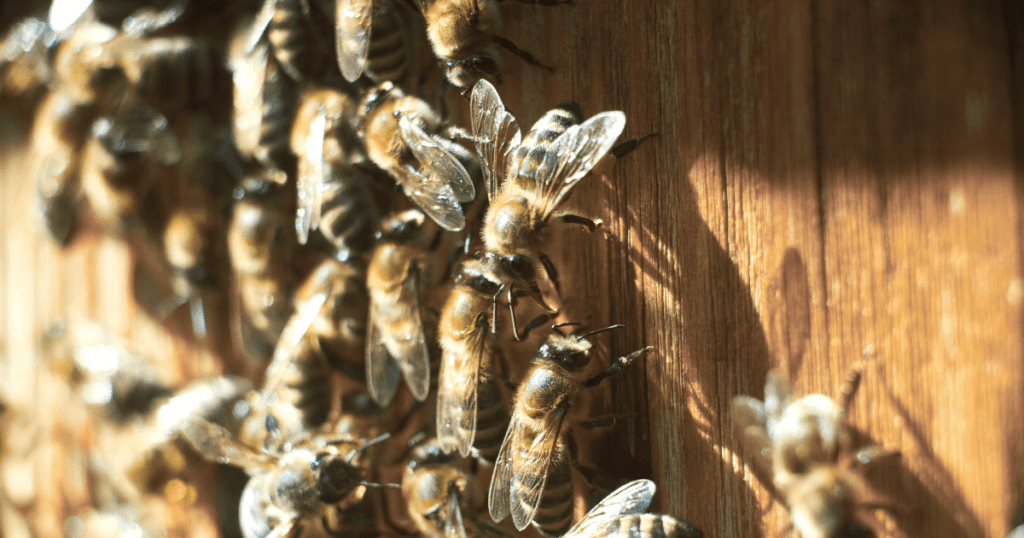 The Importance Of Bee Conservation In Pest Control