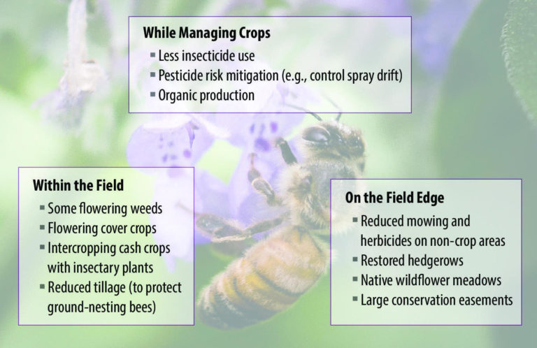 The Importance Of Bee Conservation In Pest Control