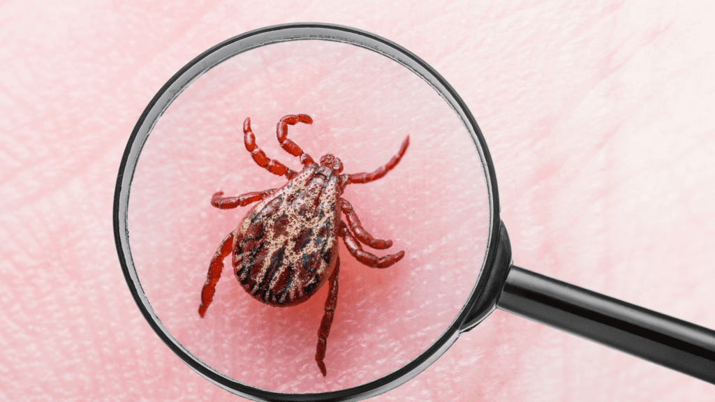 The Importance Of Regular Pest Inspections For Businesses