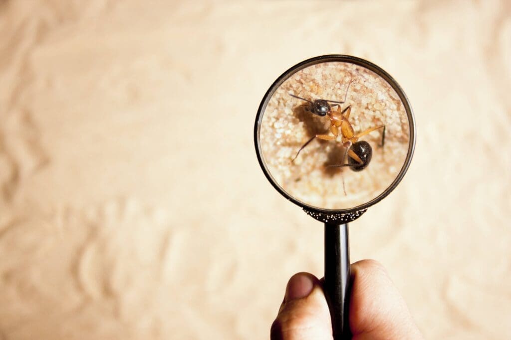 The Importance Of Regular Pest Inspections For Businesses