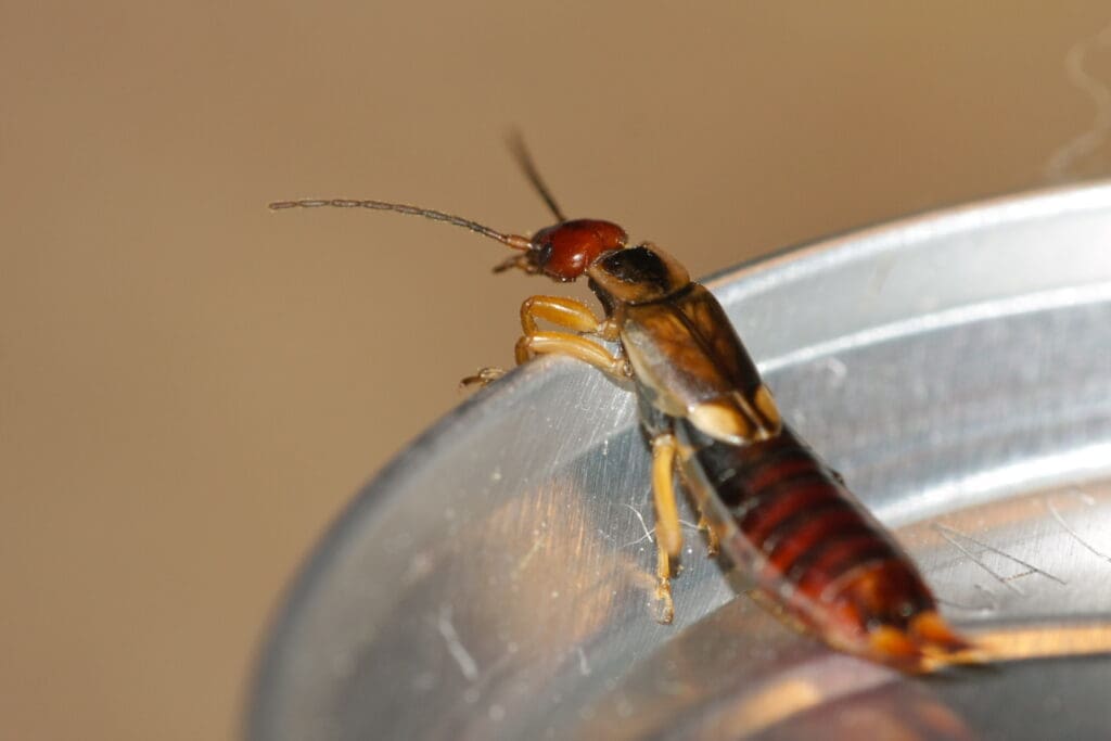 The Intricacies Of Earwig Behavior And Control